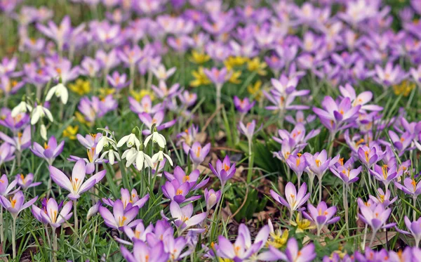 Krokus Kwiaty Krokusa Płatki Wiosennej Flory — Zdjęcie stockowe