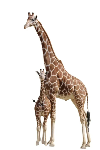 Mama Giraffe Baby — Foto de Stock
