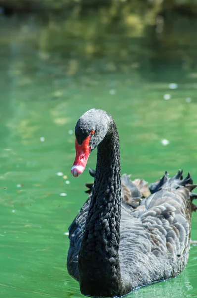 Cisne Negro Con Ojos Rojos —  Fotos de Stock