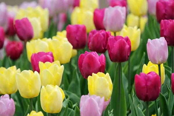 Kvetoucí Tulipány Květiny Louce Jarní Flóra — Stock fotografie
