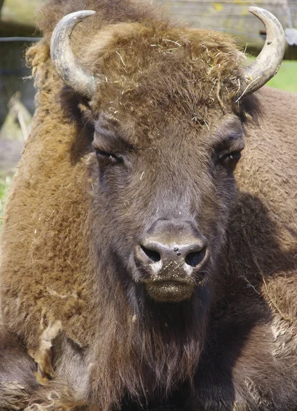 Bisonte Sábio Como Sábio — Fotografia de Stock