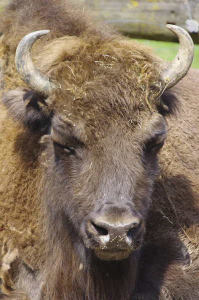 Bison Wisent Wisent — стоковое фото