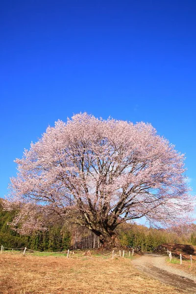 Naam Tennou Sakura Het Voorjaar Gunma Japan — Stockfoto