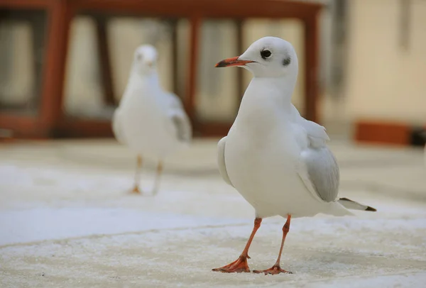 Möwen Lebensraum Wildniskonzept — Stockfoto