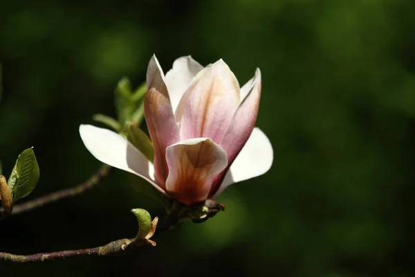 Płatki Kwiatów Magnolii Wiosenna Flora — Zdjęcie stockowe