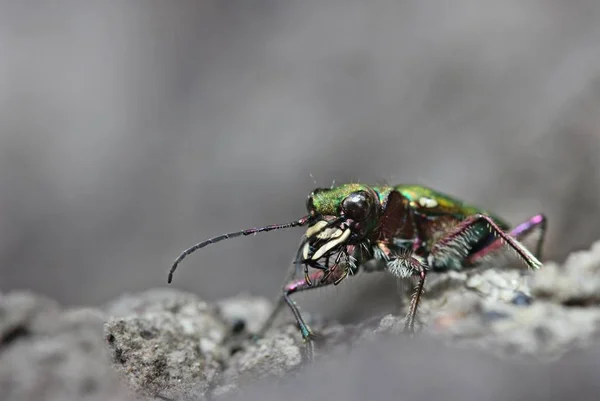 Κοντινή Προβολή Του Bug Στη Φύση — Φωτογραφία Αρχείου