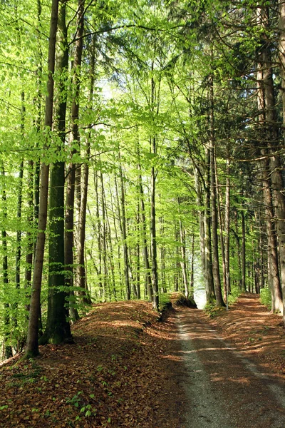 Bela Vista Paisagem Natureza — Fotografia de Stock