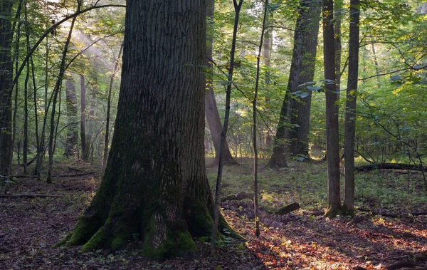 Árboles Monumentales Roble Del Bosque Bialowieza Hoja Caduca Encuentran Una —  Fotos de Stock