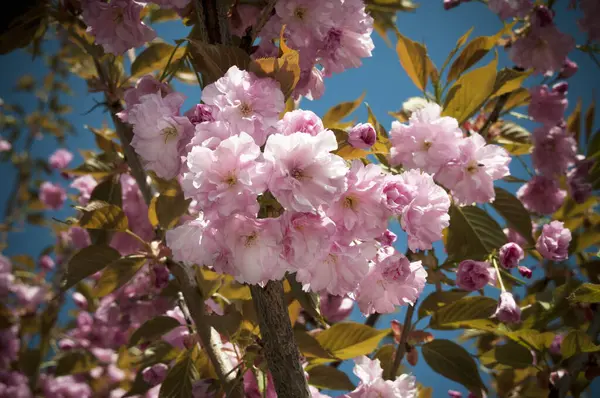 Flor Cerezo Flores Ramas Árboles Primavera —  Fotos de Stock