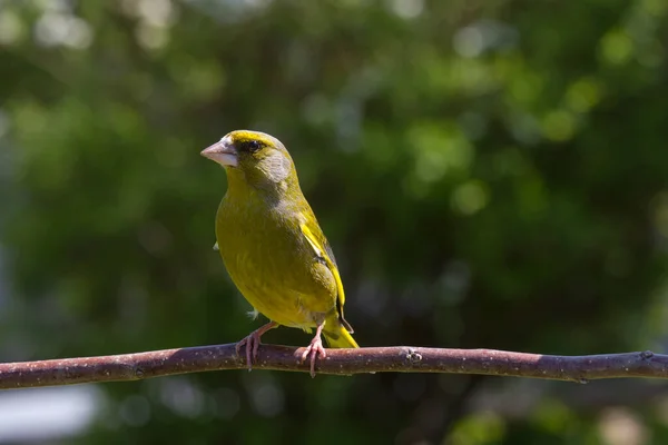 Vacker Utsikt Över Vacker Fågel Naturen — Stockfoto