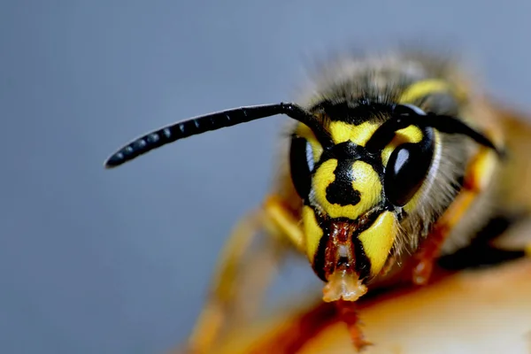 Closeup View Wasp Insects Macro Shot — Stock Photo, Image