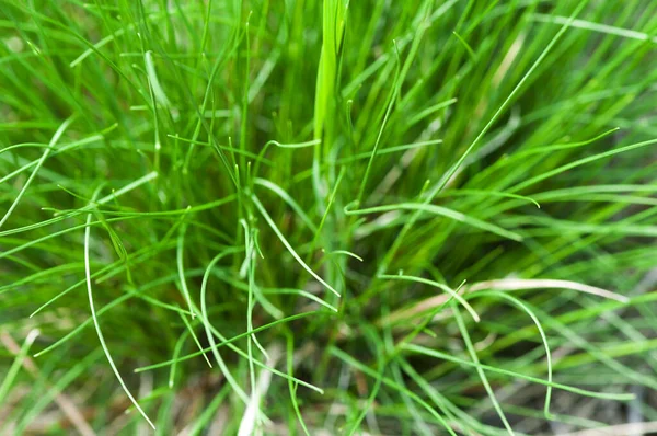 Close Grass Background — Stock Photo, Image