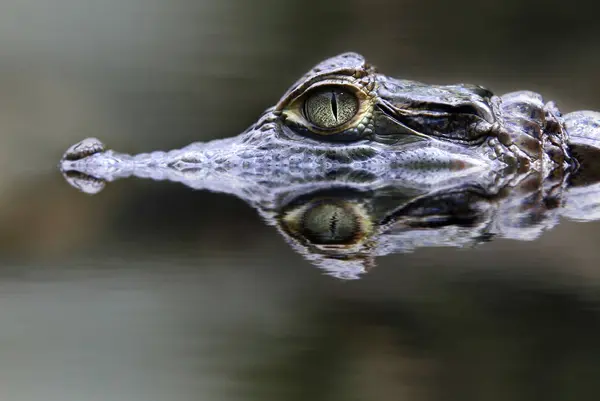 Krokodyl Niebezpieczny Gad Zwierzę — Zdjęcie stockowe