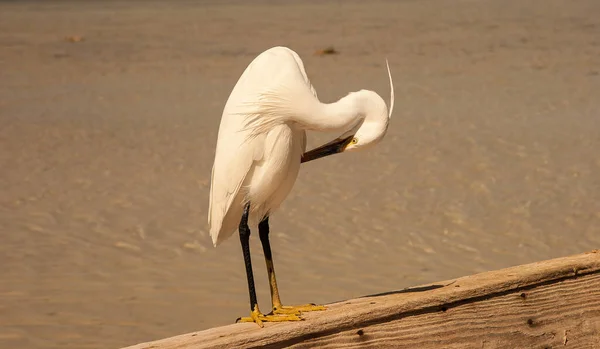 Μικρή Egret Egretta Garzetta Στην Άγρια Ζωή — Φωτογραφία Αρχείου