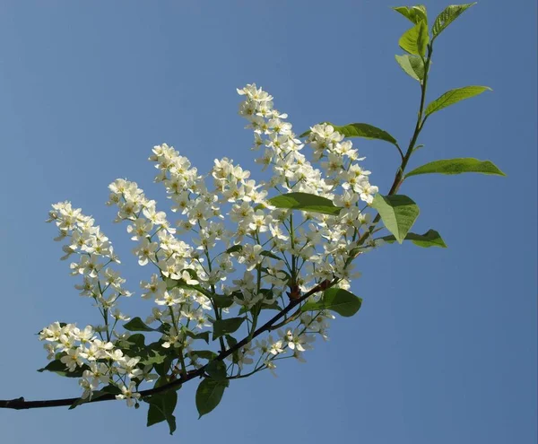 Flores Flor Primavera Árbol — Foto de Stock