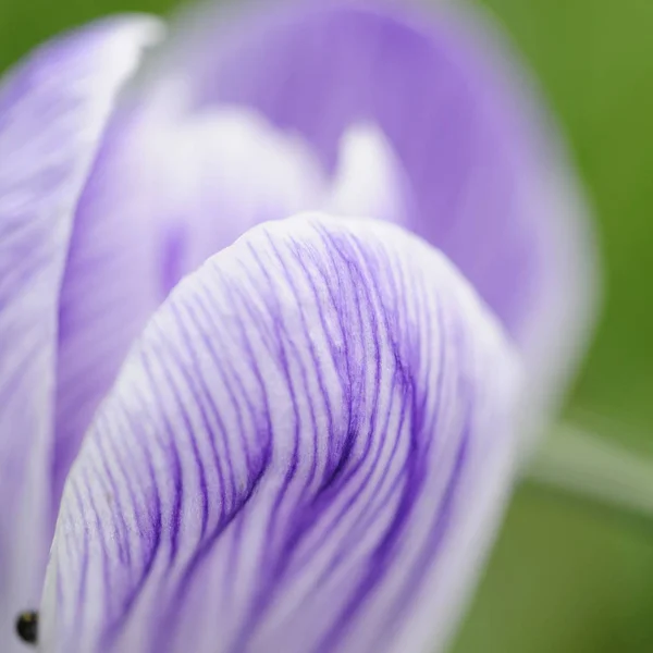 Kwiaty Krokusa Kwitnące Wiosenna Flora — Zdjęcie stockowe