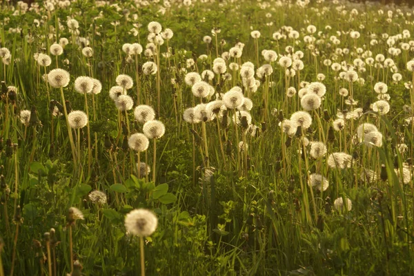 Ett Fält Fullt Vilda Maskrosor Redo Att Sprida Sina Frön — Stockfoto