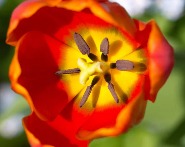 Vue Panoramique Belle Fleur Tulipe — Photo