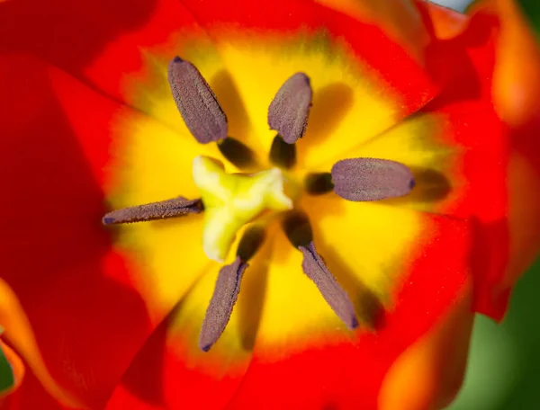 Güzel Lale Çiçeğinin Manzarası — Stok fotoğraf