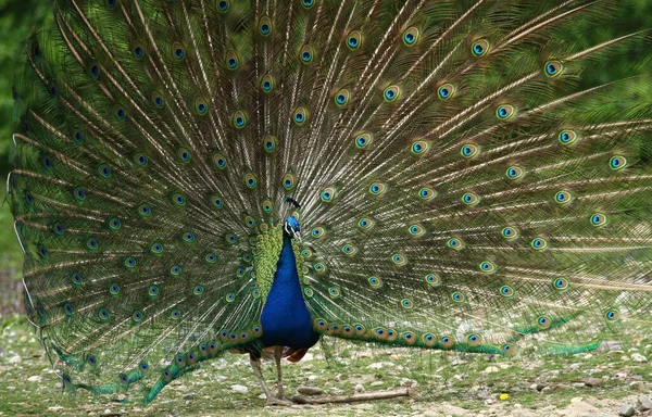 Tavus Kuşu Renkli Tüyler — Stok fotoğraf