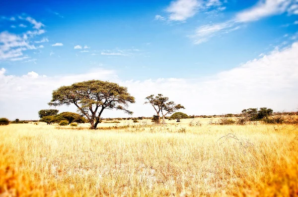 Prairie Kalaharie Afrika Botswana — Stockfoto