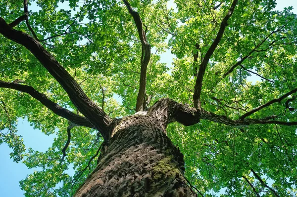 Grüne Baumwipfel Bedecken Den Himmel — Stockfoto