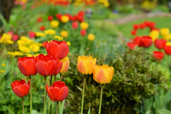Tulipány Zahradě — Stock fotografie