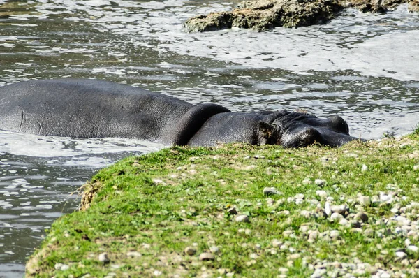 Ippopotamo Animale Ippopotamo Fauna Naturale — Foto Stock