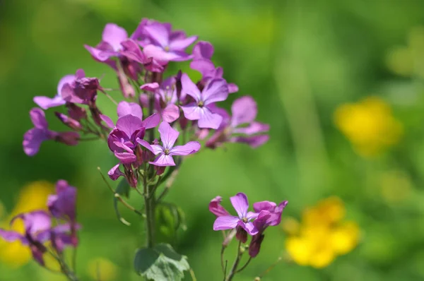 Jaarlijkse Eerlijkheid Bloeiende Silberling Lunaria Annua — Stockfoto