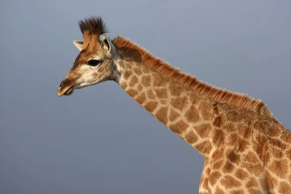 Portrait Une Girafe Sur Fond Ciel Clair — Photo