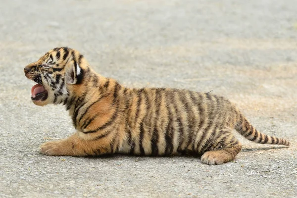 Raubkatze Wilder Tiger — Stockfoto