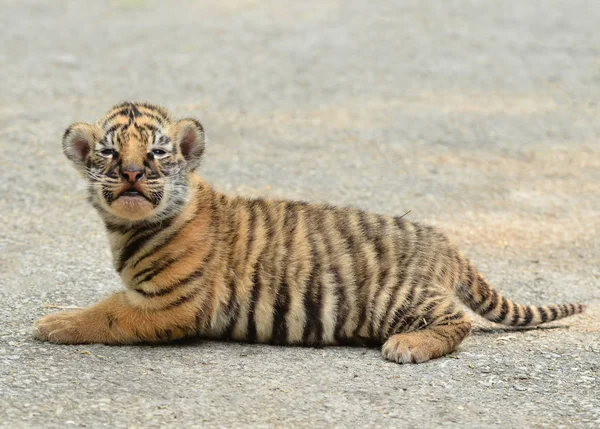 Tigerkatt Rovdjur — Stockfoto