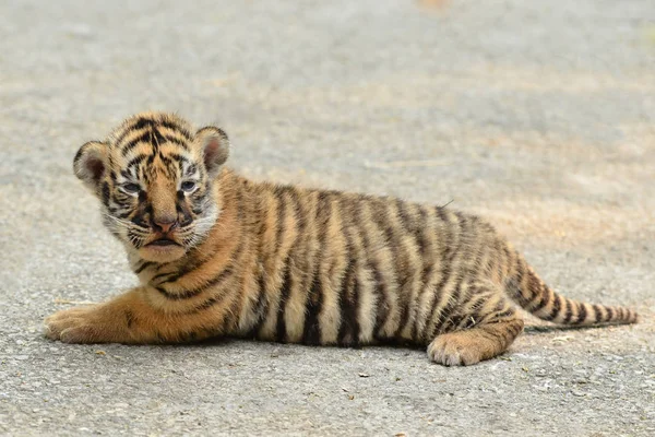 Dziecko Bengalski Tygrys Zoo — Zdjęcie stockowe