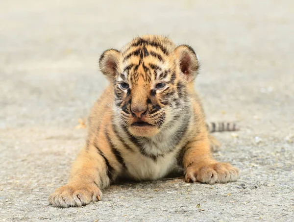 Dziecko Bengalski Tygrys Zoo — Zdjęcie stockowe