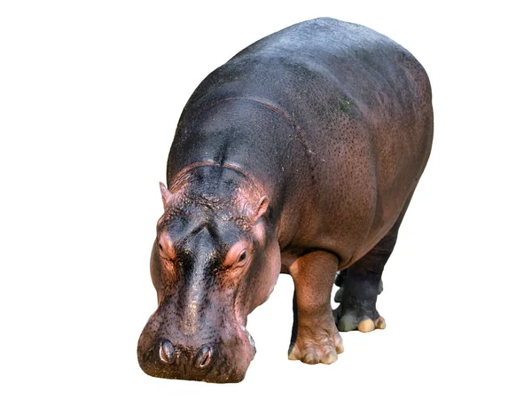 Hipopótamo Isolado Sobre Fundo Branco — Fotografia de Stock