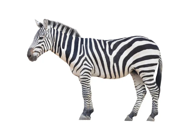 Zebra Izolowana Białym Tle — Zdjęcie stockowe