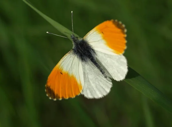 Nahaufnahme Von Wanzen Der Wilden Natur — Stockfoto