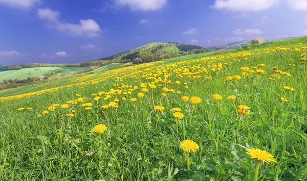 Gula Maskros Blommor Kronblad Vår Flora — Stockfoto