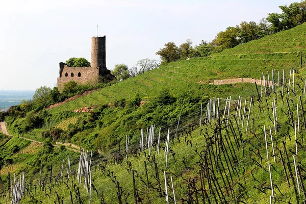 Weinregion Badische Bergstraße Strahlenburg Schriesheim — Stockfoto