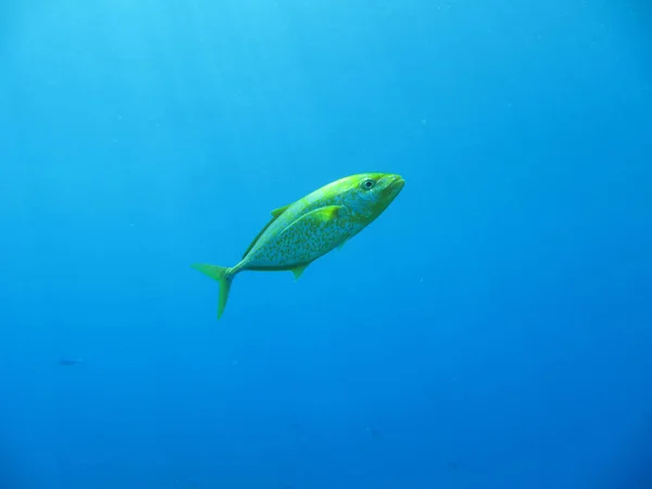 Fish Sea — Stock Photo, Image