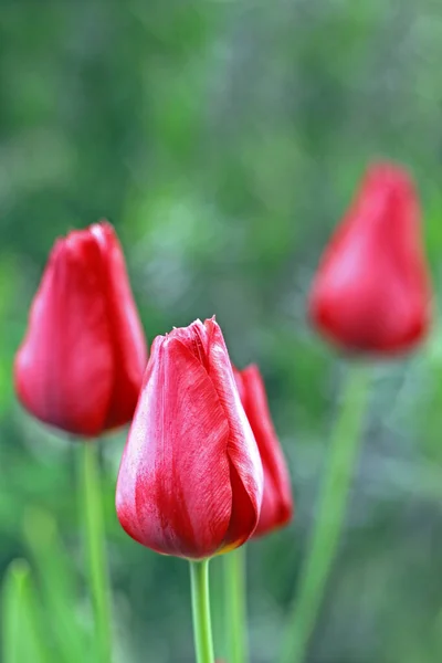 Весна Красивые Весенние Цветы Тюльпанов Флора — стоковое фото