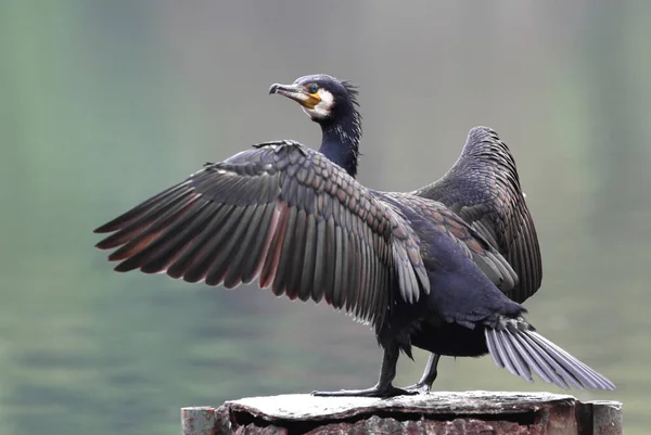 自然の中で美しい鵜の鳥の風景 — ストック写真