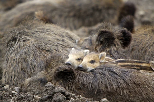 Vue Panoramique Sur Les Jeunes Animaux — Photo