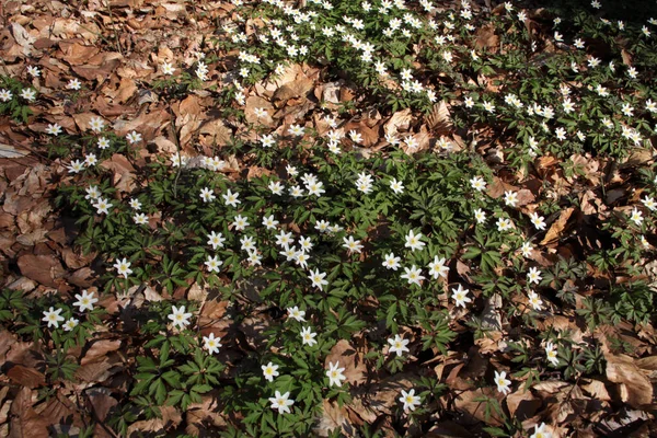 Fleur Vent Sur Tête Ours Kallétal — Photo