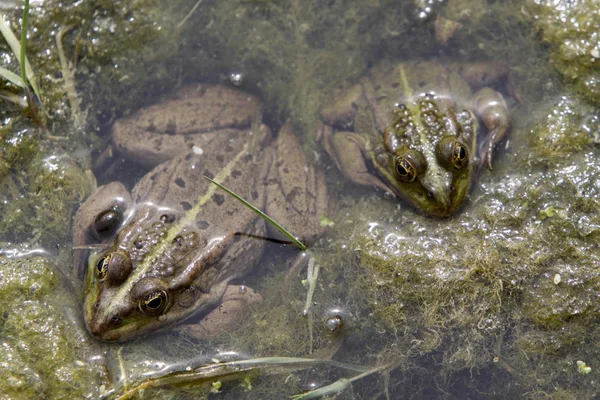 Rana Verde Commestibile Rana Europea Rana Acqua Comune — Foto Stock