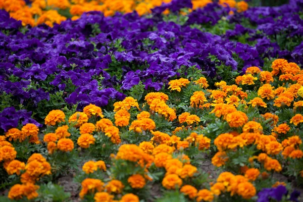 Krásné Pansy Květiny Zahradní Květinová Flóra — Stock fotografie