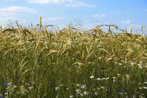 ヤグルマギク カモミールの花と夏のフィールドでライ麦を登 — ストック写真