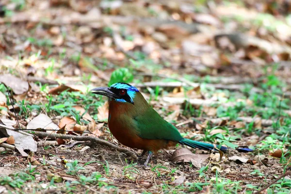 Aussichtsreiche Aussicht Auf Schöne Vögel Der Natur — Stockfoto