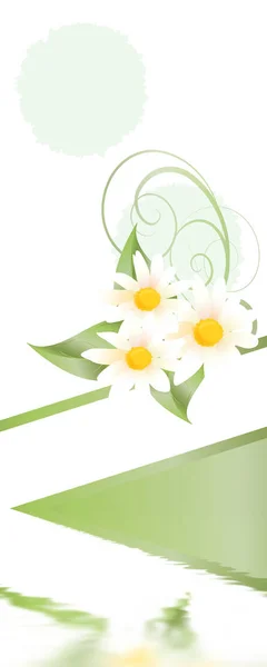Красиві Жовті Квіти Білому Тлі — стокове фото