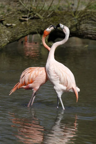 Scenic View Majestic Flamingos Nature — Stock Photo, Image